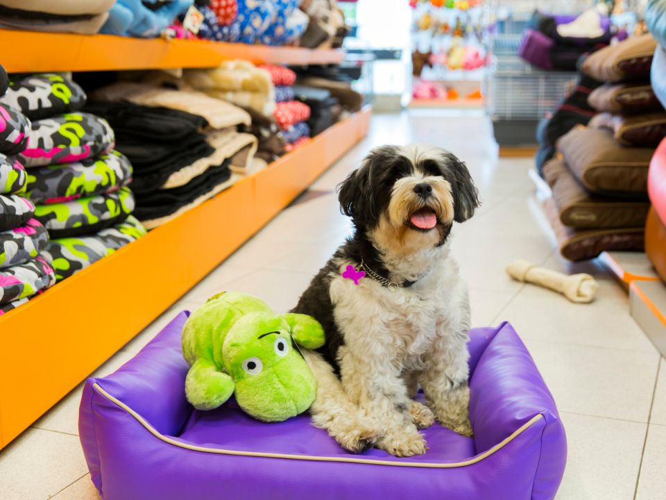 Um cachorro deitado em uma cama confortável na loja de um revendedor de produtos pet.